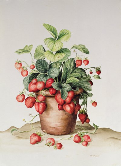 Fresas en una maceta, 1998 de Amelia Kleiser