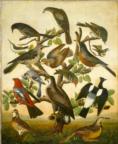 Pájaros de American 19th Century