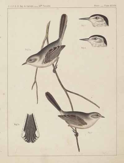 Aves - U.S.P.R.R. Exp. & Surveys, 35º Paralelo de American 19th Century