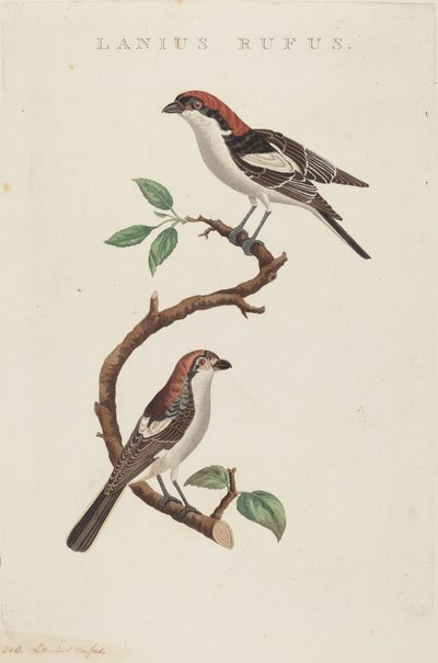 Lanius rufus de American 19th Century