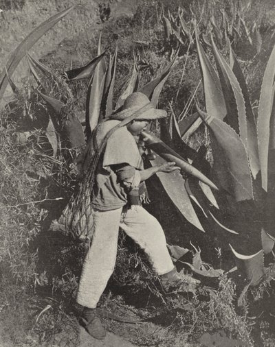 Recolector de Pulque Mexicano de American Photographer (after)