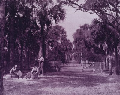 Un claro de palmetto cerca de Palatka, Florida de American Photographer (after)