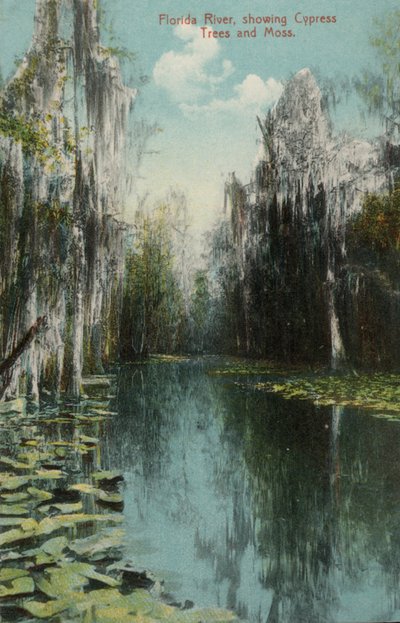 Río Florida, mostrando árboles de ciprés y musgo de American Photographer (after)