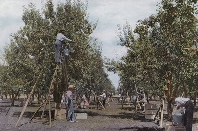 Oregón: Recolección de frutas en un huerto del Valle del Río Rouge (foto) de American Photographer (after)