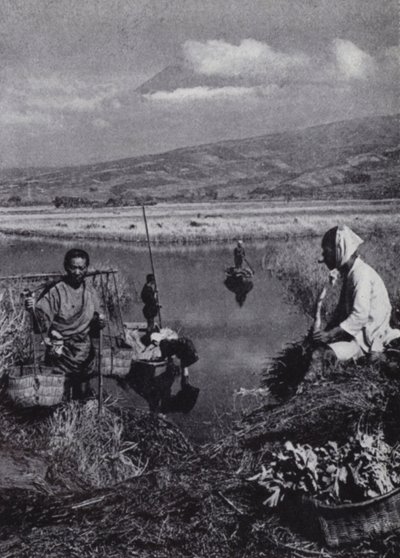 Campesinos recogiendo juncos en el gran distrito vegetal de Suzukawa de American Photographer (after)