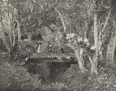 Escena Tropical en el Estado de Veracruz, México de American Photographer (after)