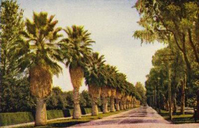 Un paseo de palmeras cerca de Los Ángeles (foto en color) de American Photographer