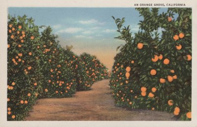 Un naranjal, California de American Photographer