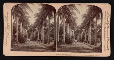 Avenida de palmas reales, terrenos del Hospital de la Reina, Honolulu, Islas Hawaianas de American Photographer