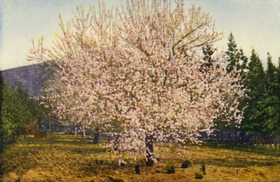 Almendro de California (foto en color) de American Photographer