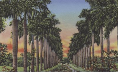 Calle de Palmas de American Photographer