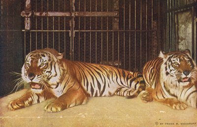 Chicago: Tigres en Lincoln Park (foto en color) de American Photographer