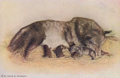 Chicago: Timber Wolf and Young, Lincoln Park (foto en color) de American Photographer