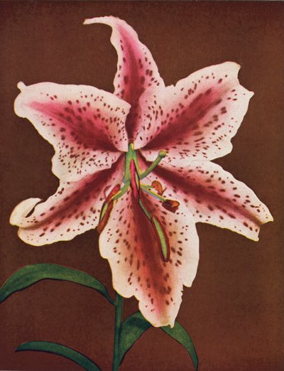 Lirios: Lilium Auratum, Crimson Queen (foto en color) de American Photographer
