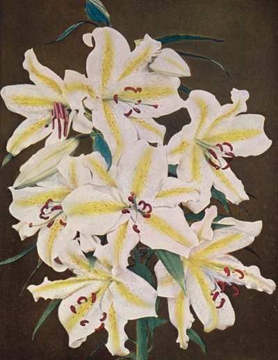 Lirios: Lilium Auratum Platyphyllum (foto en color) de American Photographer