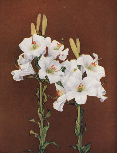 Lirios: Lilium Candidum (foto en color) de American Photographer