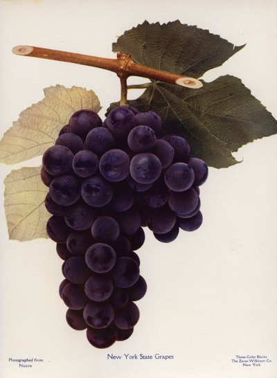 Uvas del Estado de Nueva York (foto en color) de American Photographer