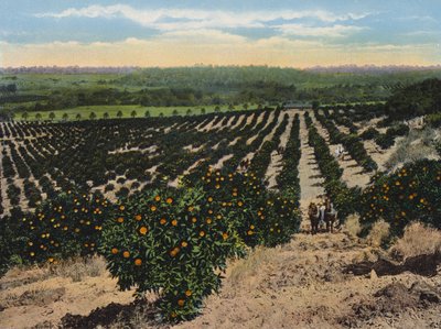 Naranjal cerca de Colfax, California (foto en color) de American Photographer
