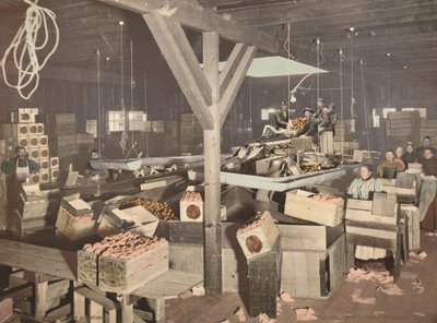 Empaquetado de naranjas en Redlands,publicado en 1899 (foto) de American Photographer