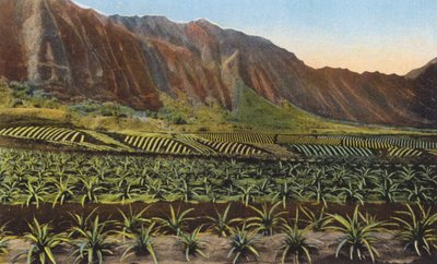 Plantación de piñas, Oahu (foto en color) de American Photographer