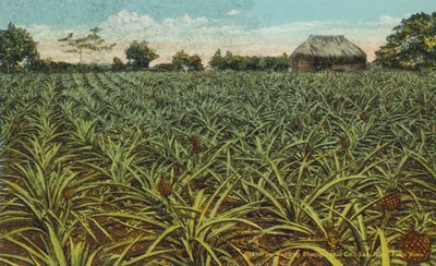 Porto Rico / Puerto Rico: Un campo de piñas en Porto Rico (foto en color) de American Photographer