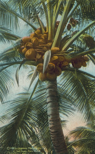 Porto Rico / Puerto Rico: Cocoanuts Growing in Porto Rico (foto en color) de American Photographer