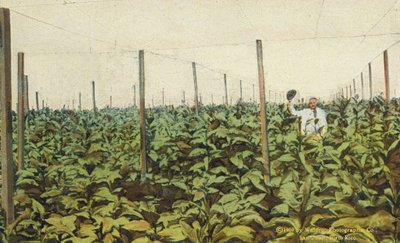 Porto Rico / Puerto Rico: Cultivo de tabaco bajo lona en Porto Rico (foto en color) de American Photographer