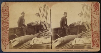 Tiburones capturados en Barbados, Indias Occidentales (foto b/n) de American Photographer