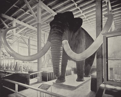 El gran mamut siberiano de American Photographer