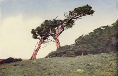 El avestruz, un ciprés de Monterrey (foto en color) de American Photographer