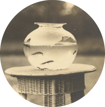 Sin título (pecera),c. 1888 (foto) de American Photographer
