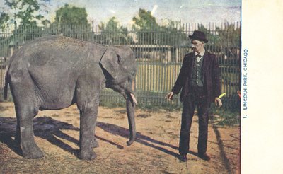 Elefante joven, zoo de Lincoln Park, Chicago, EE.UU. (foto en color) de American Photographer