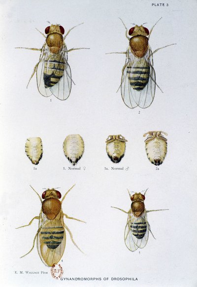 Abejas - en "Contribuciones a la genética de Drosophila melanogaster", Thomas H. Morgan de American School