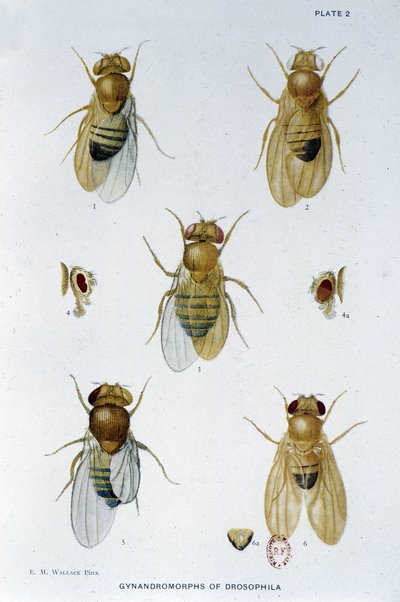 Abejas - en “Contribuciones a la genética de Drosophila melanogaster”, Thomas H. Morgan de American School