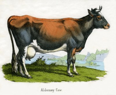 Vaca de Alderney, de La Historia Natural de los Animales de American School