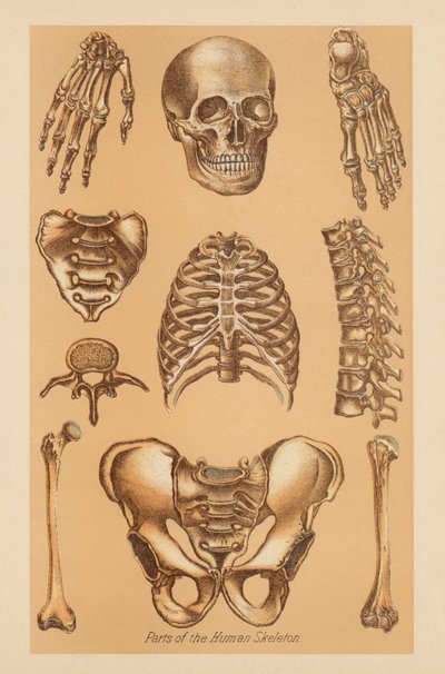 Estudio anatómico del esqueleto humano de American School