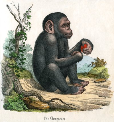 Grabado antiguo de un chimpancé de American School