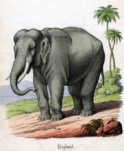 Impresión antigua de un elefante de American School