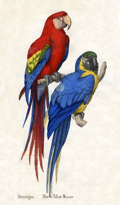Aracangua y Guacamayo Azul y Amarillo, de La Historia Natural de los Animales de American School