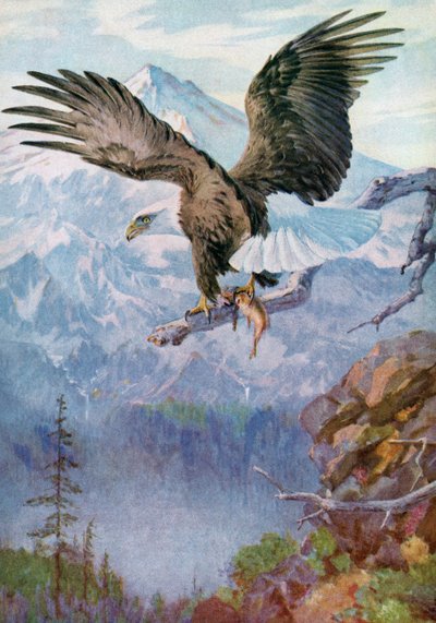Águila calva sobre una perca de montaña con un pez de American School