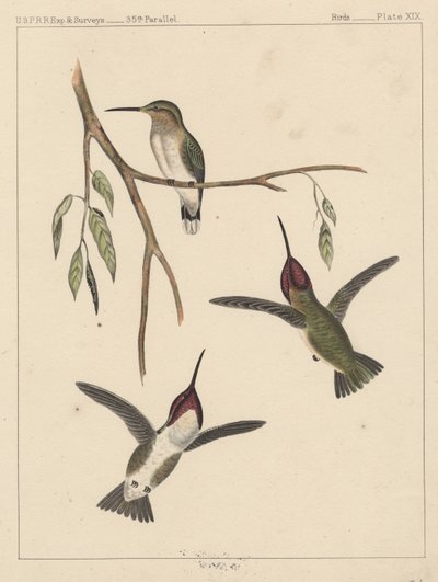 Aves, Placa XIX, 1855 de American School