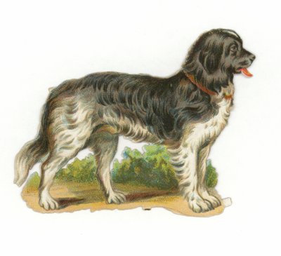 Perro blanco y negro de American School