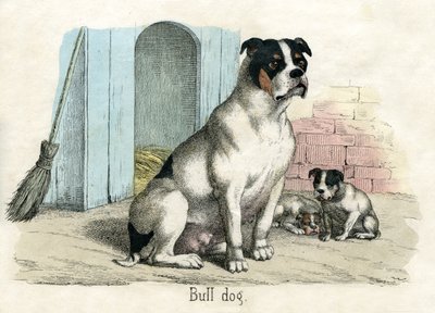 Bulldog, de La Historia Natural de los Animales de American School