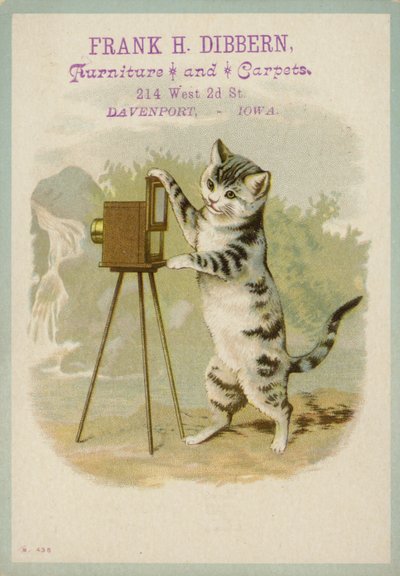 Gato tomando una fotografía de American School