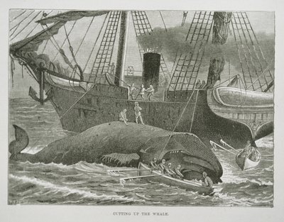 Descuartizando la ballena, de The American Whale Fishery, c.1850 (grabado) de American School