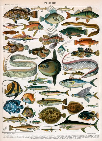 Estampa decorativa "Poissons" de Demoulin de American School