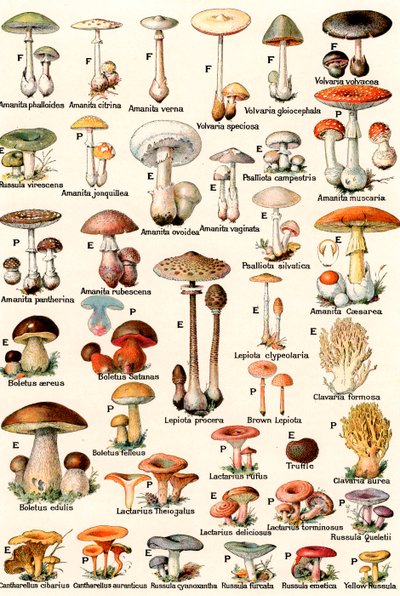 Hongos comestibles y venenosos de American School