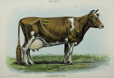 Vaca de Guernsey, del 