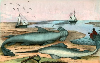 Tiburón martillo y pez sierra de American School