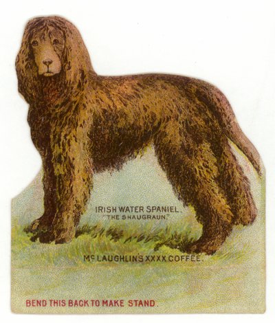 Spaniel de agua irlandés de American School